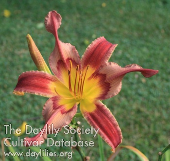 Daylily Unidentified Flying Object